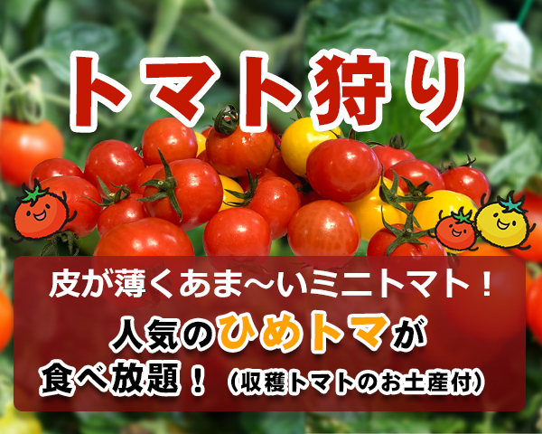 三重県桑名市でトマト狩り。ひめトマ、トマ王のトマト狩りなら「くらもとファーム」へ。